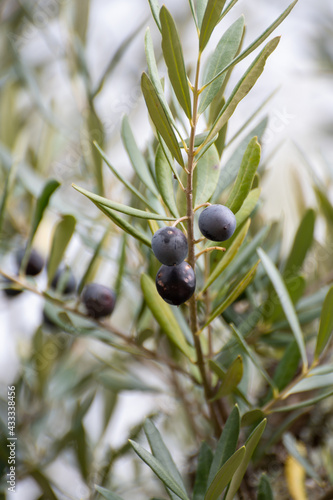 Ripe black and green olives hanging op olive tree