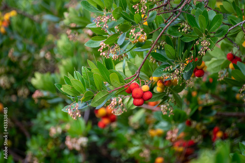 Botanical collection, ripe colorful flowers of Arbutus unedo, strawberry tree, evergreen shrub or small tree in the family Ericaceae, native to Mediterranean region photo