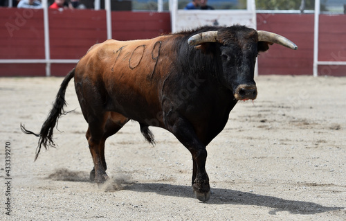 spanish strong bull with big horns