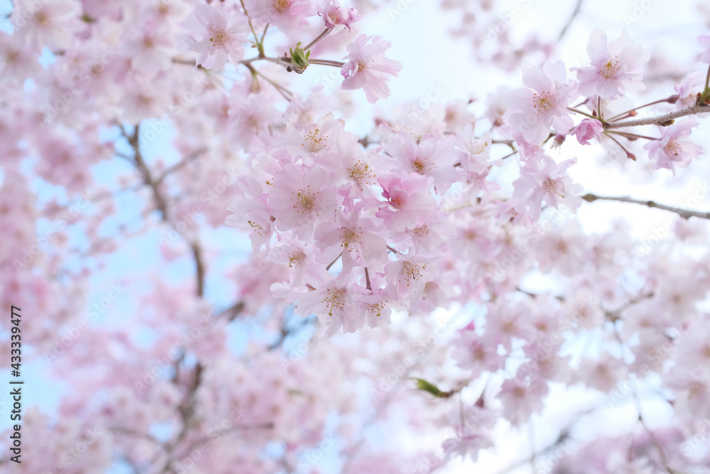 Naklejka premium 桜