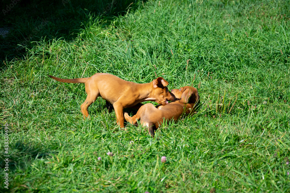 dogs in grass