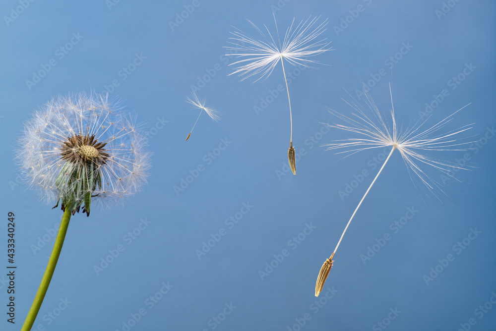 Fototapeta Seeds flying off with the wind from the seed head of a dandelion flower (Taraxacum officinale).