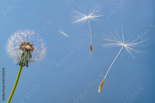 Seeds flying off with the wind from the seed head of a dandelion flower  Taraxacum officinale .