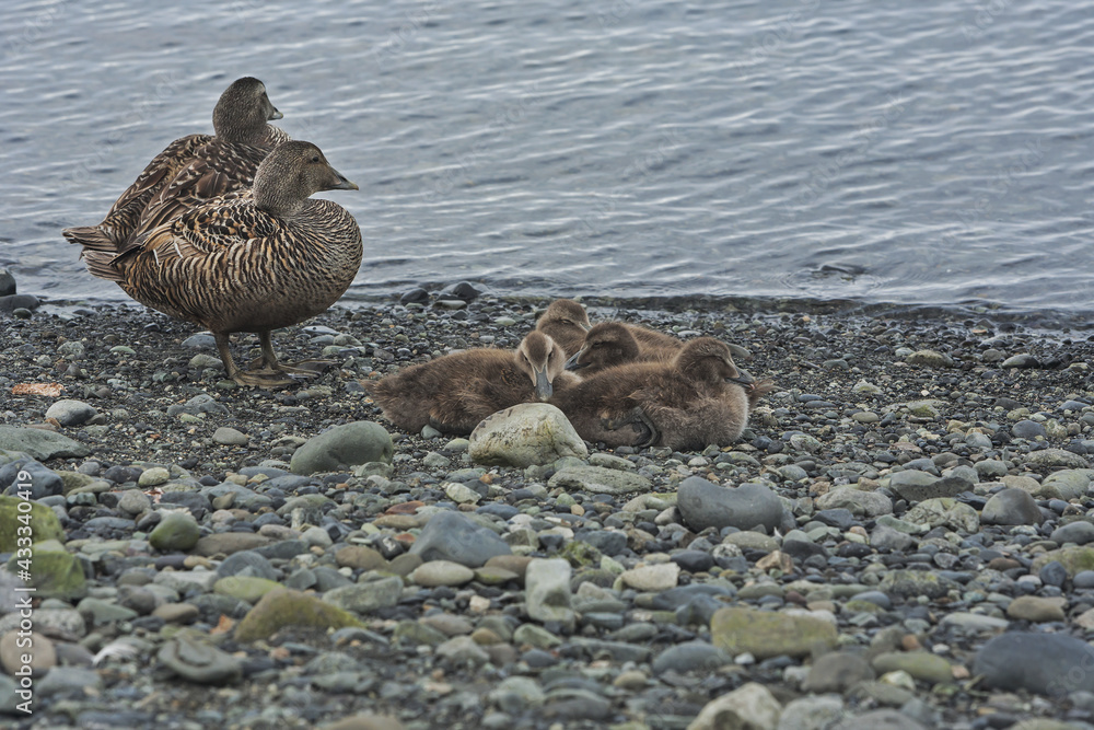 Common eider or Cuddy's duck with chicks on the shore in Iceland Common eider or Cuddy's duck with chicks on the shore in Iceland