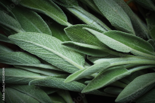 Fresh green sage leaves on table, food background