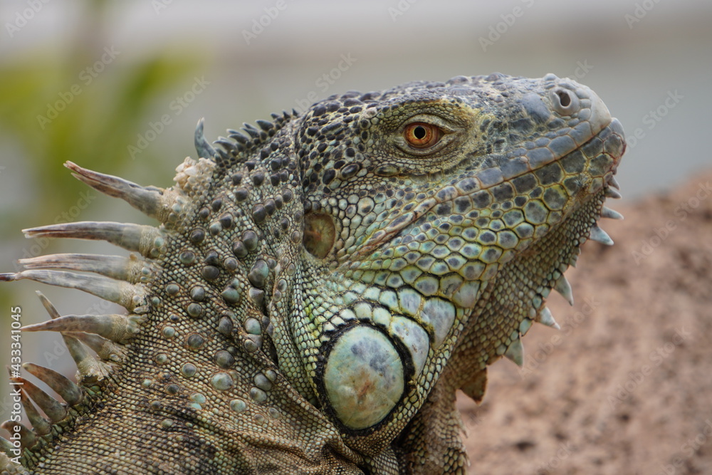 IGUANA IGUANA