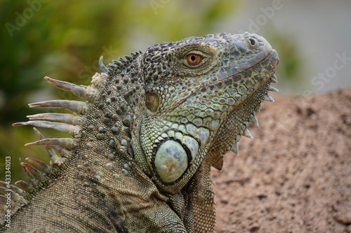 IGUANA