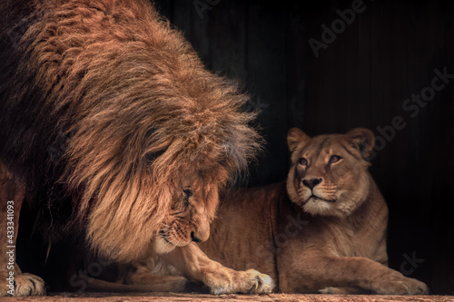 Fototapeta Naklejka Na Ścianę i Meble -  Lion and lioness, animals family. Portrait in the dark.
Portrait of Lion and lioness in mood for love. 