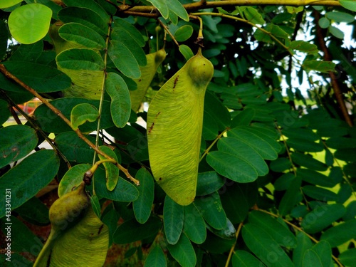 planta tipuana tipu - amendoim acácia photo