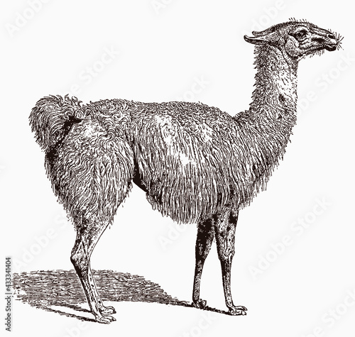 Llama, lama glama in profile view, after an antique engraving from the 19th century