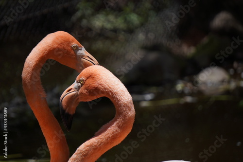 flamengo