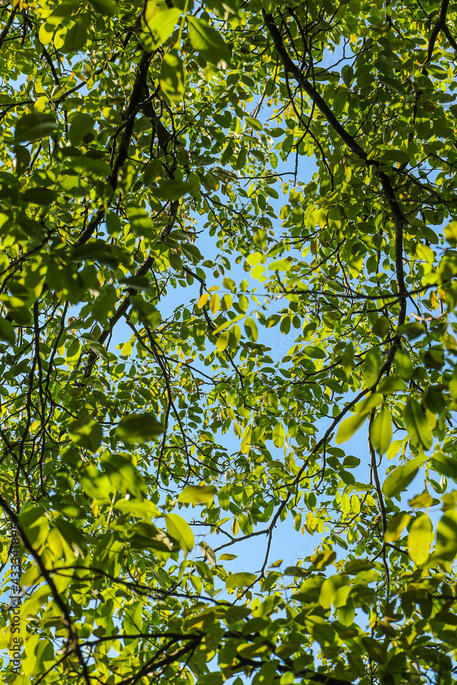 Look up through the green leaves and branches of a walnut tree. Look up through the green leaves and branches of a walnut tree.