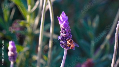 abeja