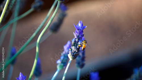 abeja