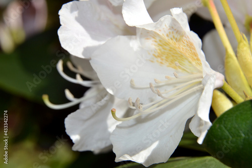 Blossoming white branch of rhododendron in spring. Close-up view of a shrub with flowering white rhododendron flowers. Cunningham s White Rhododendron