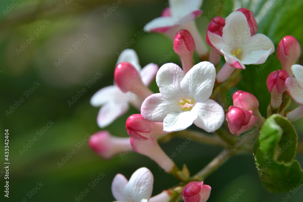 Viburnum burkwoodii. The Burkwood viburnum beautiful flowers. Closeup Viburnum burkwoodii. The Burkwood viburnum beautiful flowers. Closeup