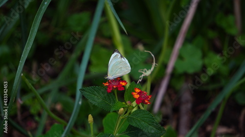 mariposa