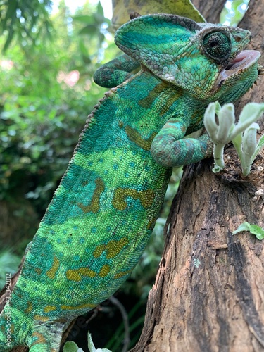 camaleon 