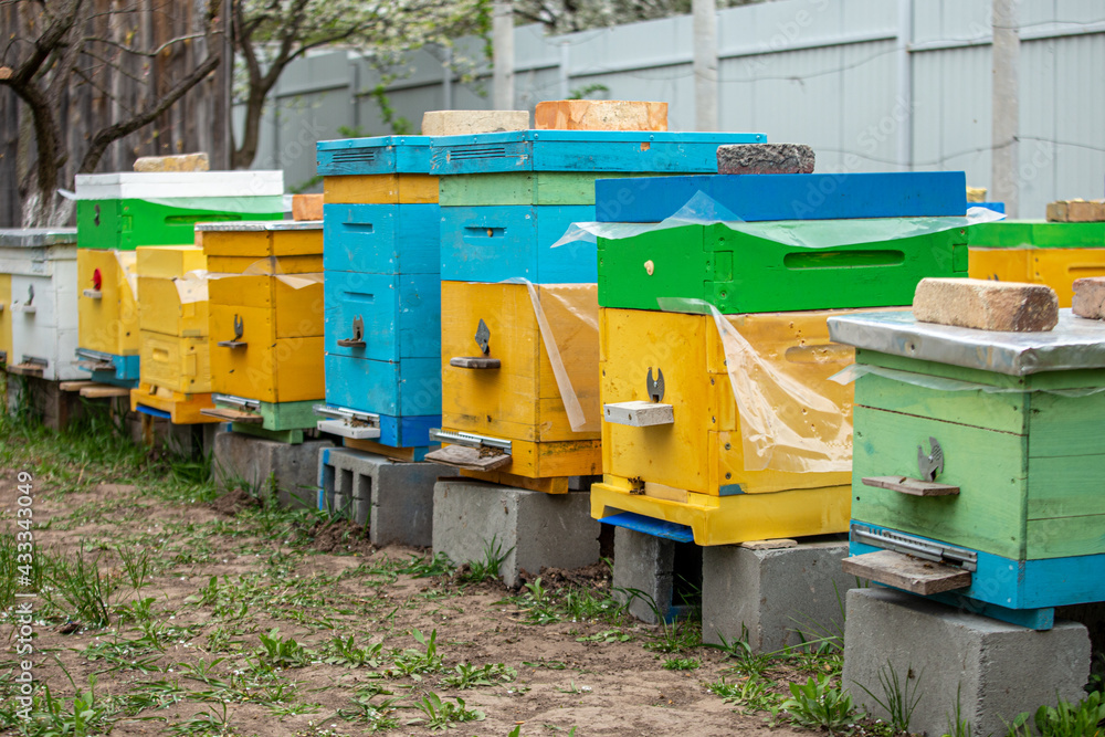 Colorful wooden and plastic hives in summer. Apiary standing in yard. Cold weather and bee sitting in hive Colorful wooden and plastic hives in summer. Apiary standing in yard. Cold weather and bee sitting in hive
