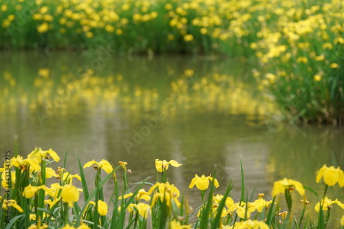 yellow iris in the pond