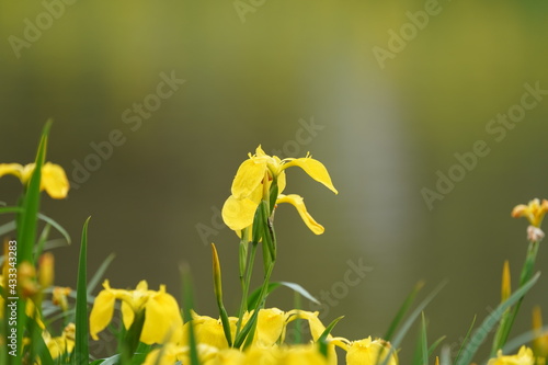 Fototapeta Naklejka Na Ścianę i Meble -  yellow iris in the pond