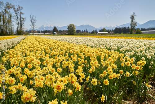 Daffodils in the Sun Fraser Valley BC. Daffodils on a sunny day in Spring.

