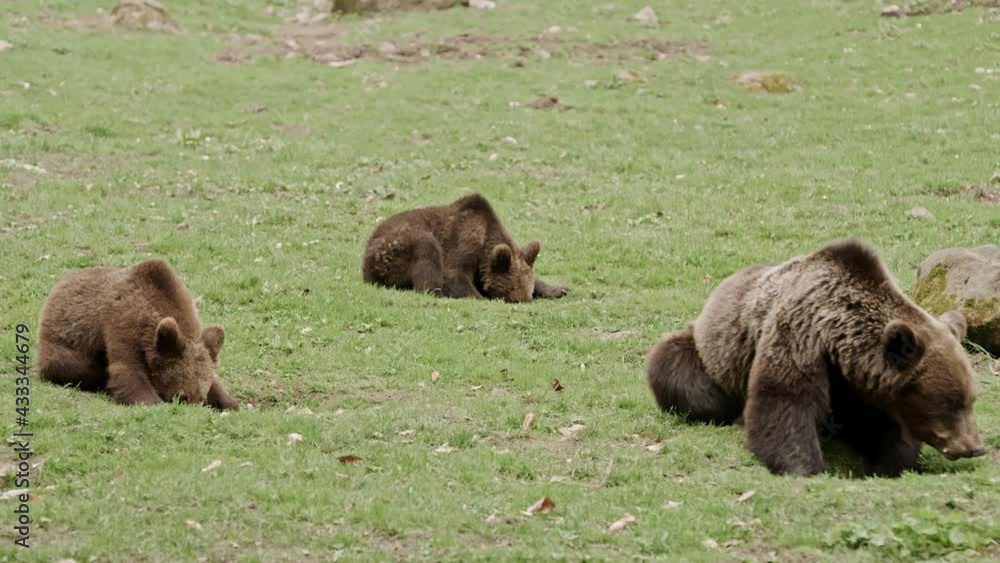 Bear Walking Forest Wild Animal Eating Nature Close Up Bear Walking Forest Wild Animal Eating Nature Close Up