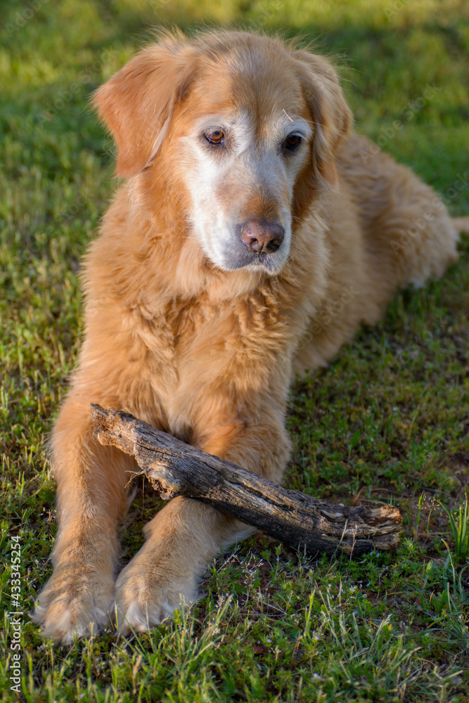 Old senior Golden Retriever Dog with stick Old senior Golden Retriever Dog with stick