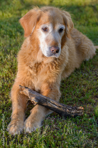 Old senior Golden Retriever Dog with stick