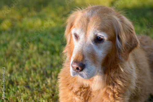 Old senior Golden Retriever Dog with stick