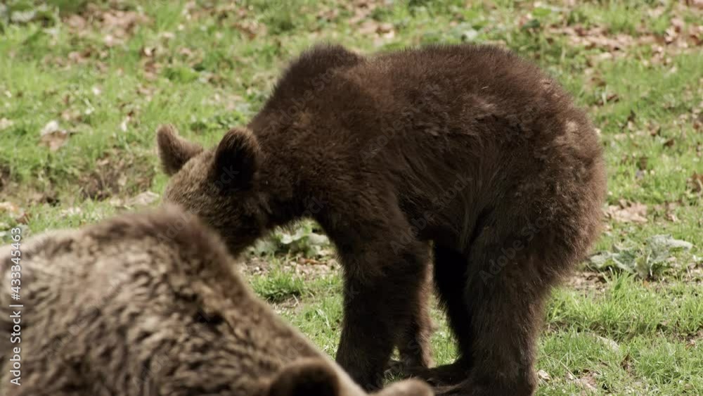 Bear Walking Forest Wild Animal Eating Nature Close Up Bear Walking Forest Wild Animal Eating Nature Close Up