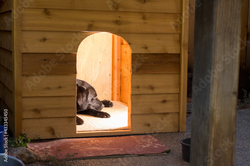 black labrador retriever dog sleeping in dog house. © MikeFusaro