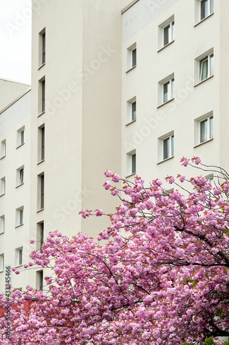 Cherry blossoms in front of modern house, old town appartment block in Berlin, Germany. Urban architecture, sacura trees in urban landscaping. © tilialucida
