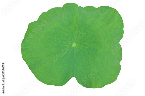 Lotus leaf  beautiful green  curved edge leaves. Isolate on white background.