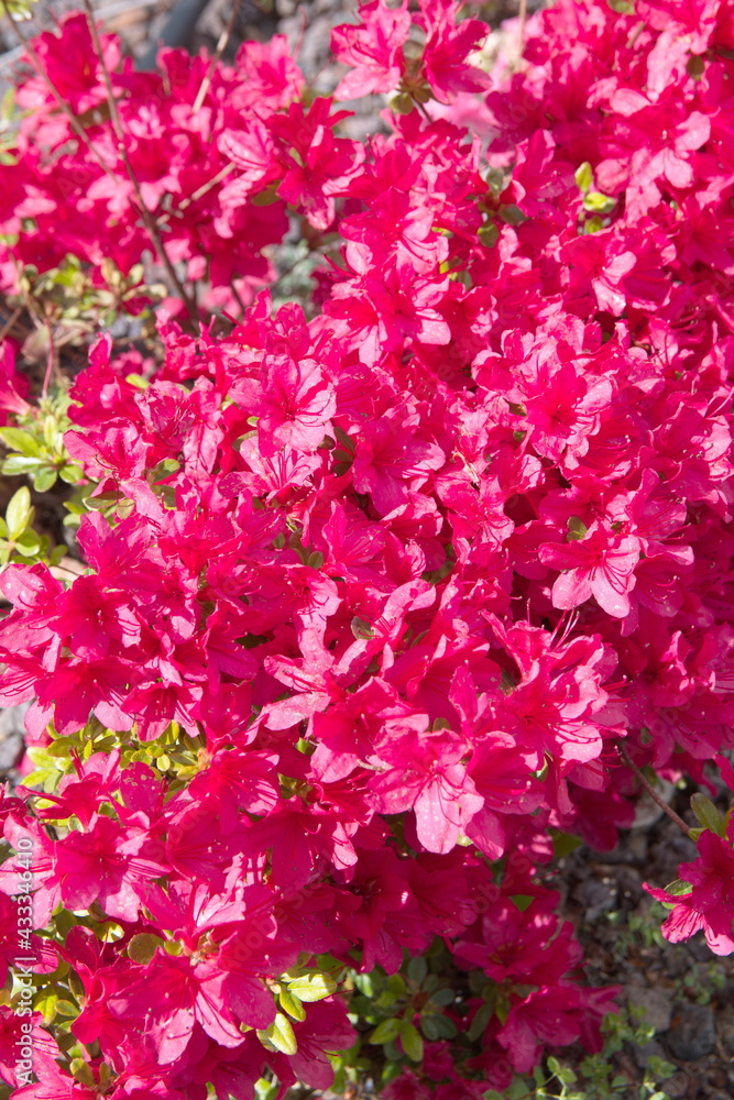 Flowering japanese azalea with pink flowers Flowering japanese azalea with pink flowers