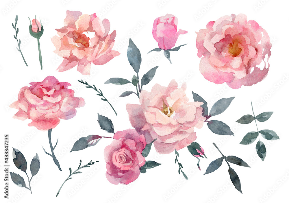 Dusty pink roses flowers and leaves set. Hand drawn watercolor illustration. Isolated on white background