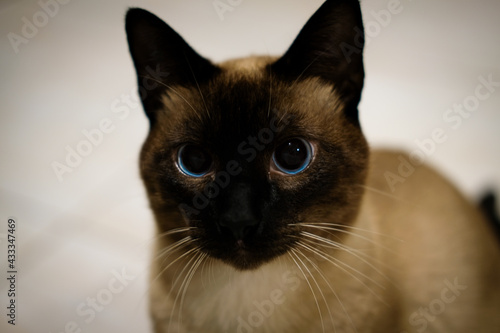 siamese cat with blue eyes 