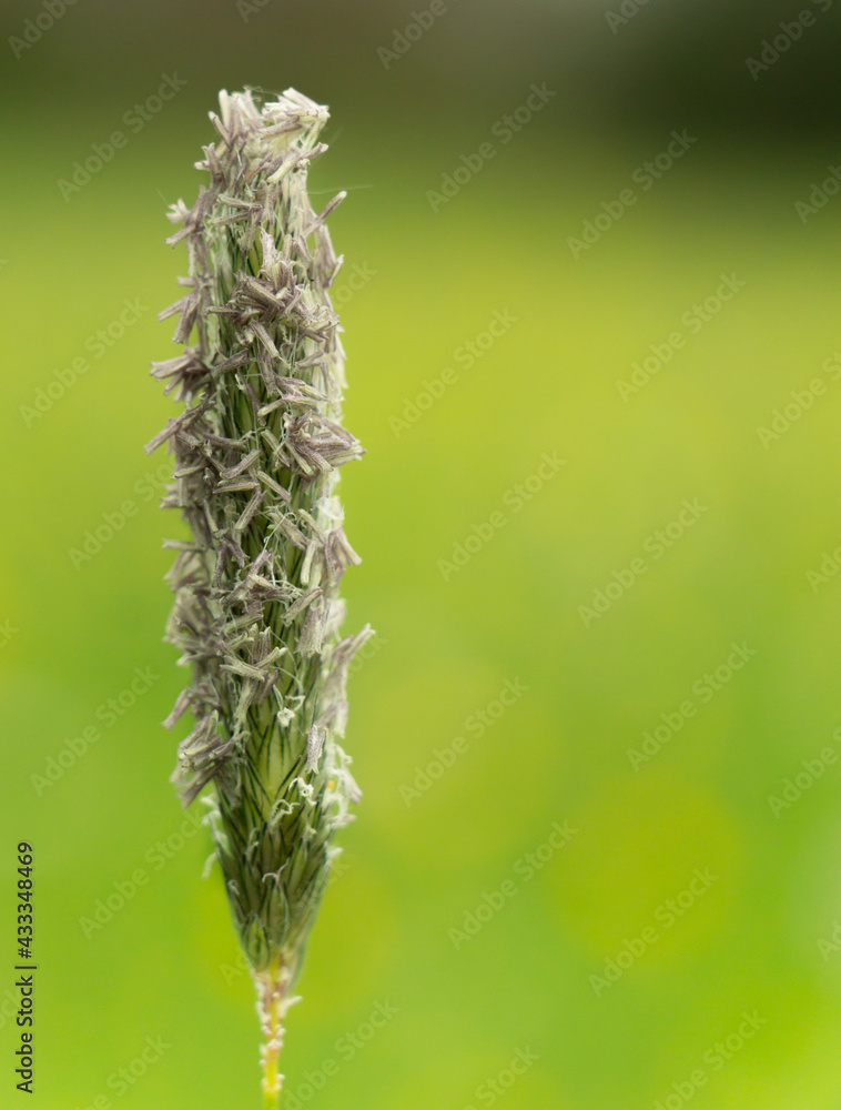 Alopecurus pratensis blossom close up macro isolated