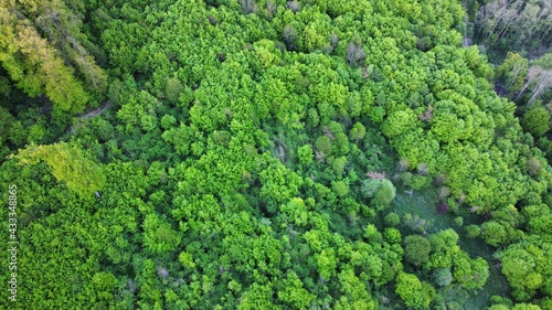 Trees from a bird's perspective