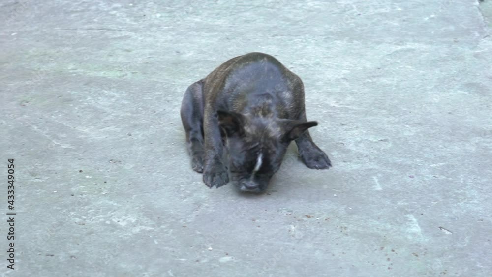 Slow Motion Smiling French bulldog siting at street. Slow Motion Smiling French bulldog siting at street.