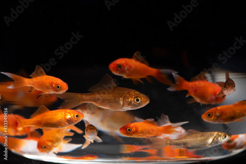goldfishes swimming in fish bowl on black background