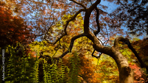 "Kaleidoscope" Japanese Maple in Spring
