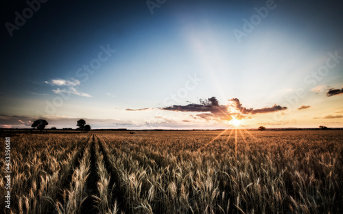 Wheat FIelds