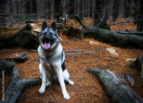 Norwegian elkhound dog photo