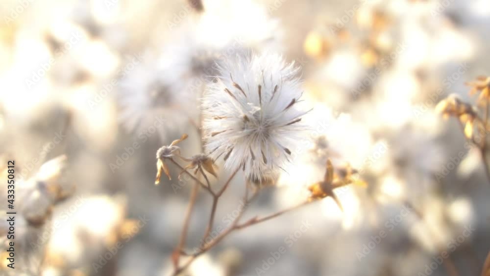 Slow Motion thistle seed on soft focus unfocus thistle background Slow Motion thistle seed on soft focus unfocus thistle background