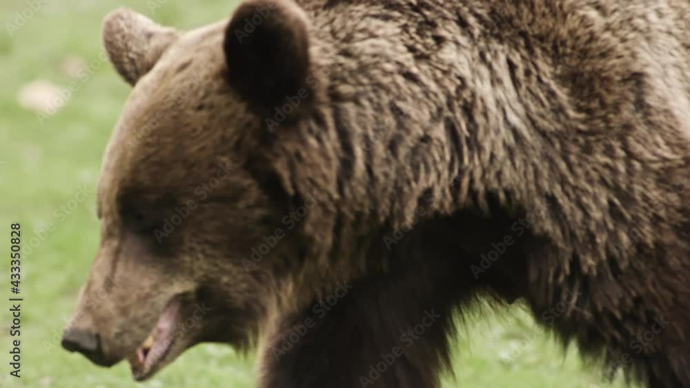 Bear Walking Forest Wild Animal Eating Nature Close Up Bear Walking Forest Wild Animal Eating Nature Close Up
