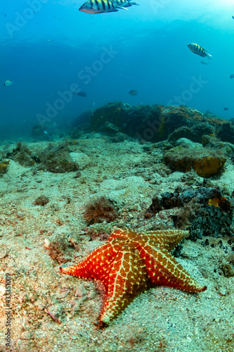 starfish and coral © Marcelo