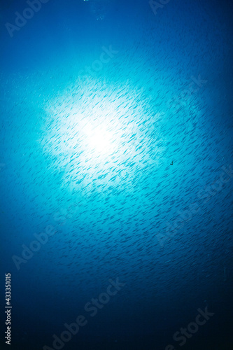 sardine background