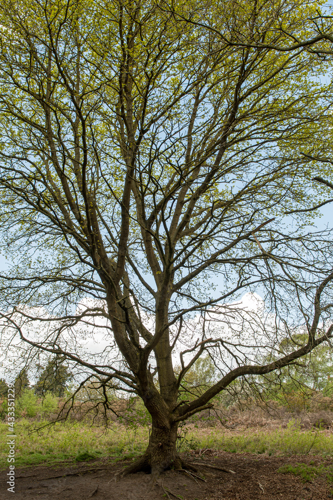 tree in the park