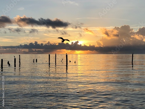 Canvas Print Landscapes- beaches- birds